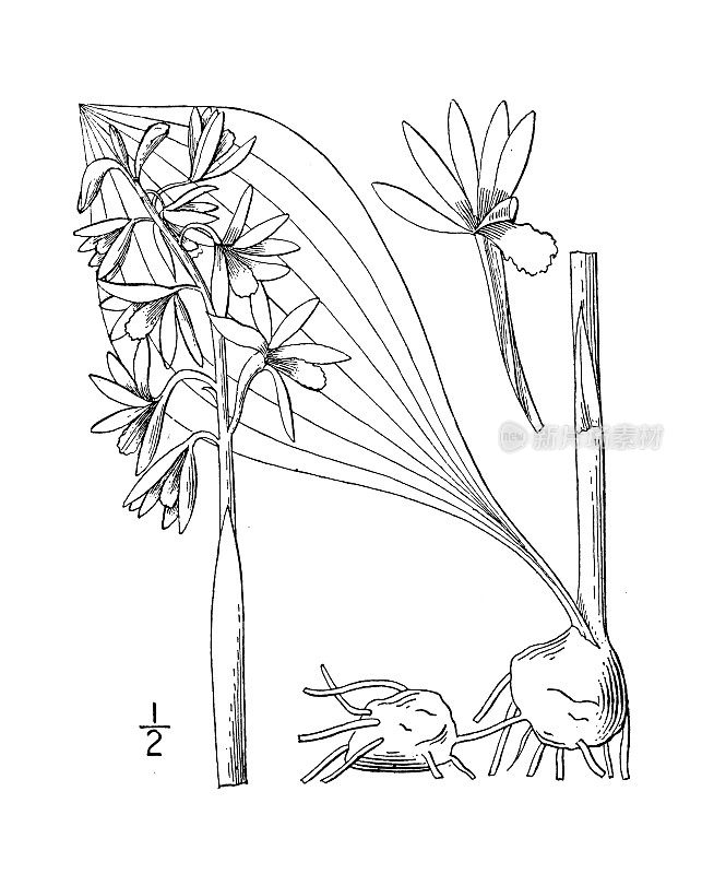 古植物学植物插图:Aplectrum Spicatum，亚当和夏娃，油灰根